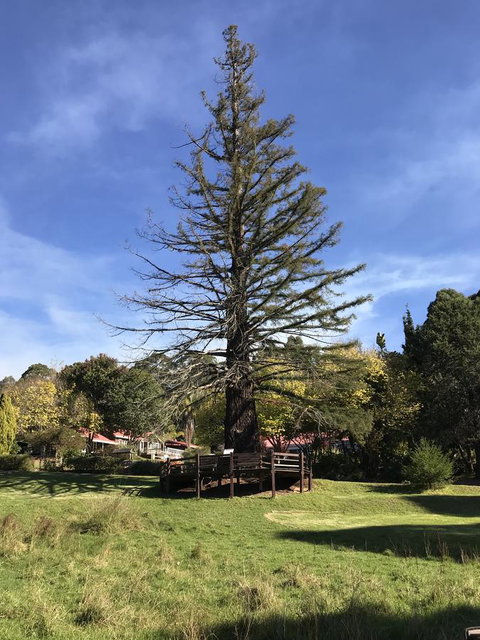 Forest Lodge Resort - Tourism Bookings 38
