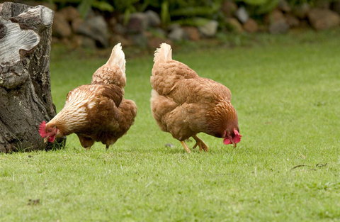 Peppermint Brook Cottages - Events Australia 10