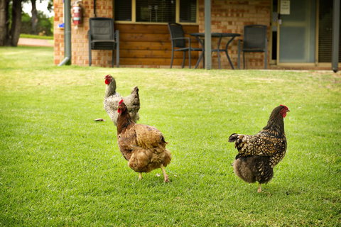 Peppermint Brook Cottages - Events Australia 12