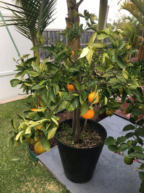 Bella Bali Gardens - Events Australia 24