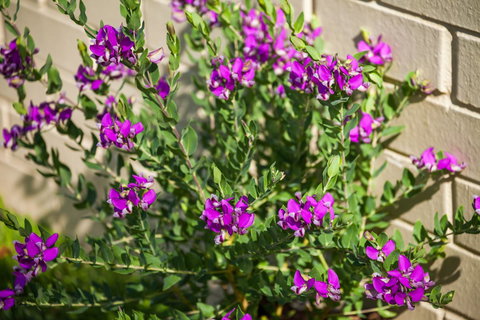 Kempsey Rose Motor Inn - Events Australia 38