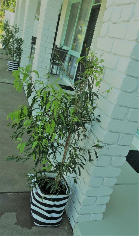 Mulwala Resort - Tourism Bookings 16