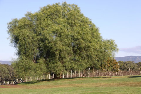 Adina Vineyard - Events Australia 17