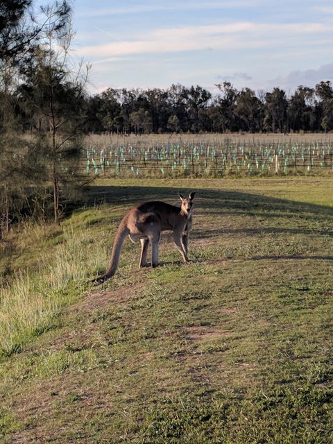 Madigan Wine Country Cottages - Accommodation Europe 7