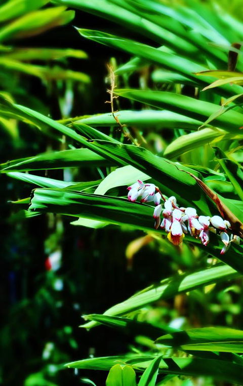 Palms City Resort - Events Australia 11