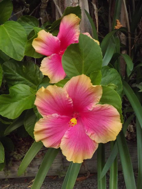 Golden Sands Motor Inn - Tourism Bookings 28