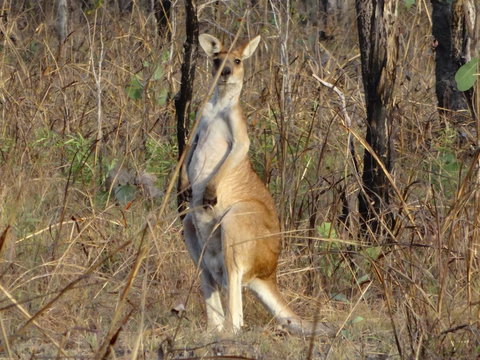 Mount Bundy Station - Tourism Bookings 41