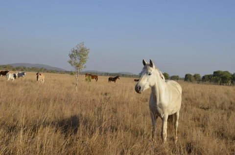 Mount Bundy Station - Tourism Bookings 43