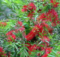 Bottlebrush B  B - Events Australia