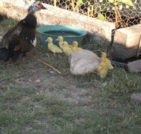 Corella Creek Country Farm Stay - Accommodation Europe