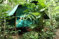 Daintree Crocodylus