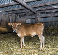 Dairyman's Cottage - Events Australia
