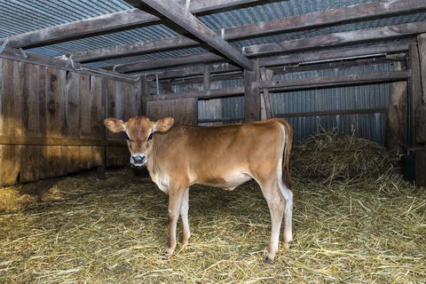 Dairyman's Cottage - Events Australia 0
