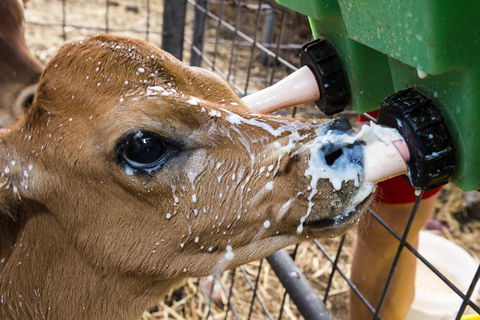 Dairyman's Cottage - Events Australia 2
