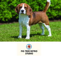 Fig Tree Retro Studio - Tourism Bookings