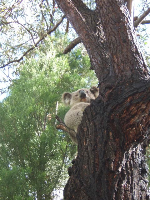 Getaway Tourist Park - Events Australia 3