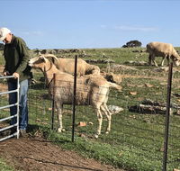 Gilgraves Vineyard Farmstay - Events Australia