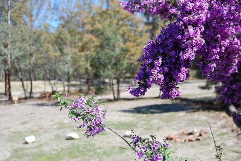 Gumleaves Bush Holidays - Events Australia 2