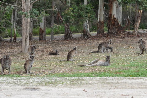 Karri Valley Chalets - Tourism Bookings 1