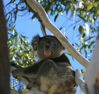 Levi Park Caravan Park - Events Australia