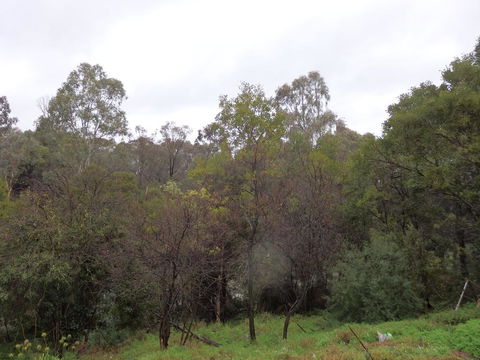 Mandall Avenue - Events Australia 2