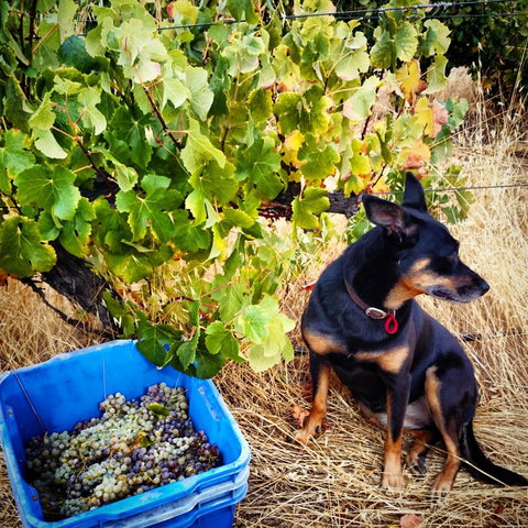 Hotham Ridge Estate - Events Australia 33