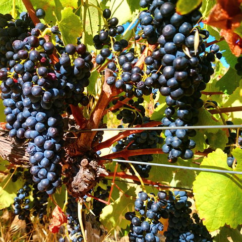 Hotham Ridge Estate - Events Australia 32