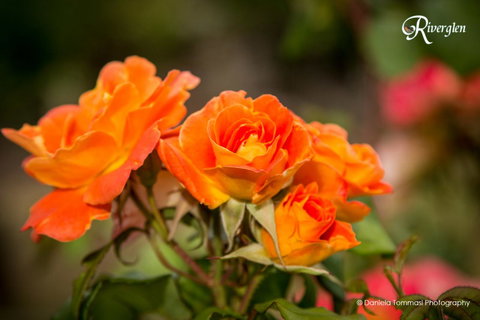 Riverglen Chalets - Events Australia 39