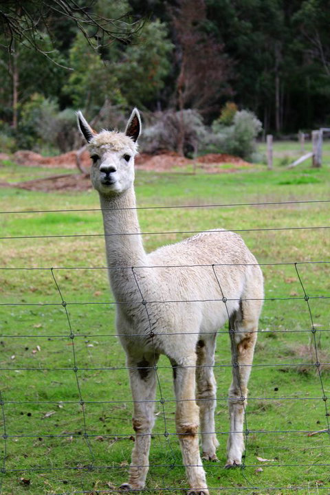 Treenbrook Cottages - Tourism Bookings 8