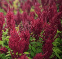 Dianella - Events Australia