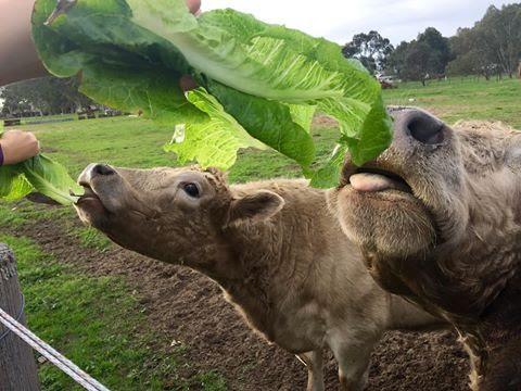 Kellers Bed And Breakfast - Events Australia 32