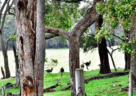 For The Birds Yallingup - Events Australia 22