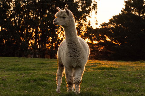 Celestine Retreat - Events Australia 10