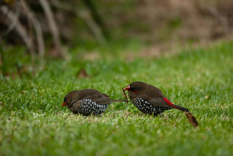 Celestine Retreat - Events Australia 12