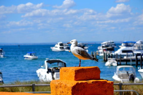 Palms Bed & Breakfast - Events Australia 25