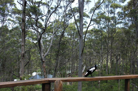 Ark Of Denmark - Events Australia 11