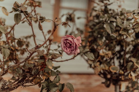 Bluebird Cottage - Events Australia 25