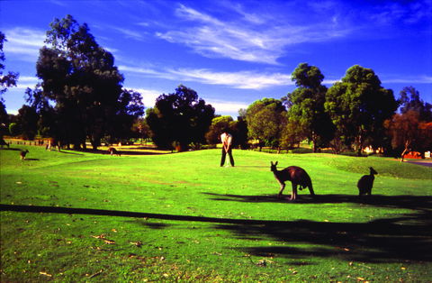 Novotel Vines Resort Swan Valley - Accommodation Europe 3