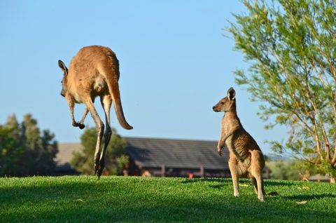 Novotel Vines Resort Swan Valley - Accommodation Europe 8