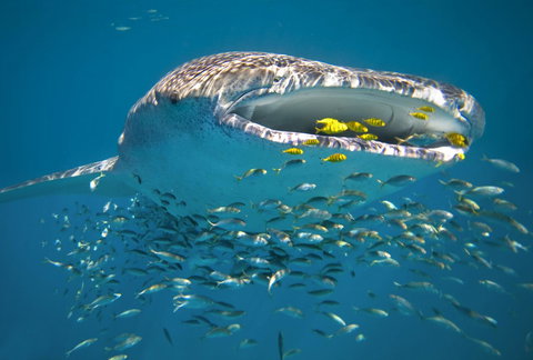 Sal Salis Ningaloo Reef - Events Australia 20