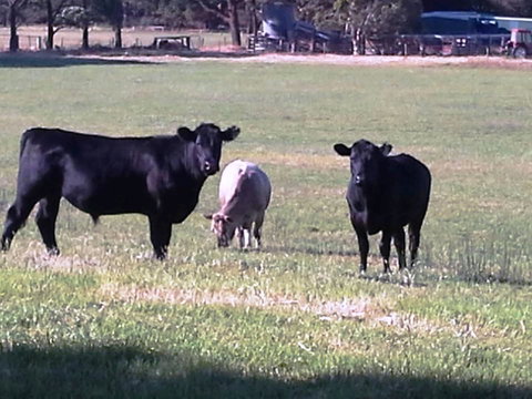 Cosy Corner Chalets - Events Australia 18