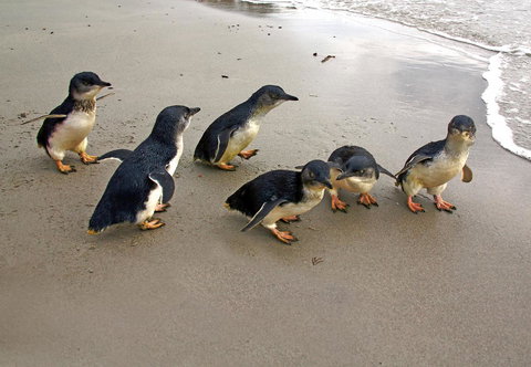 Bicheno Cabin Park - Accommodation Europe 13