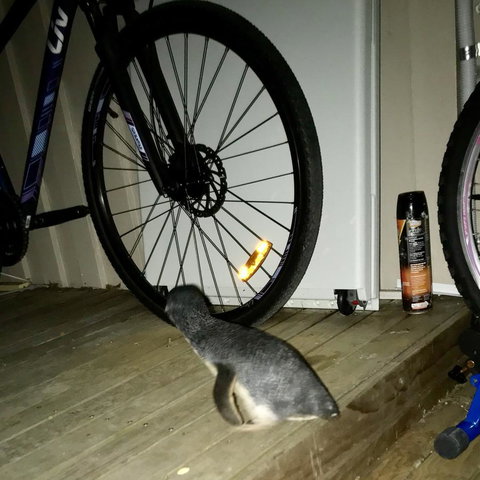 Beachend Bicheno - Events Australia 21