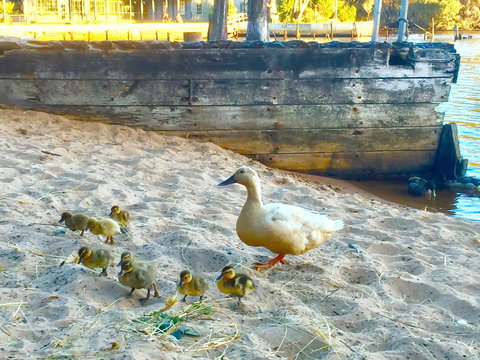 Wandering Geese Boutique Bed And Breakfast - Accommodation Europe 3