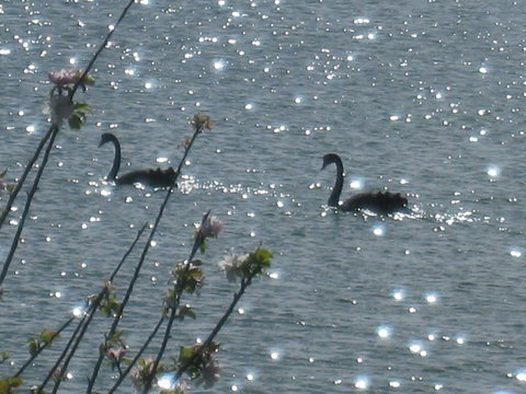 Driftwood - Events Australia 6