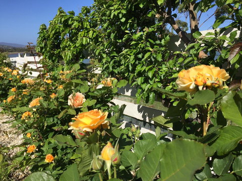 Garden By The Beach - Gateway To The East Coast, Close To Airport - Events Australia 25