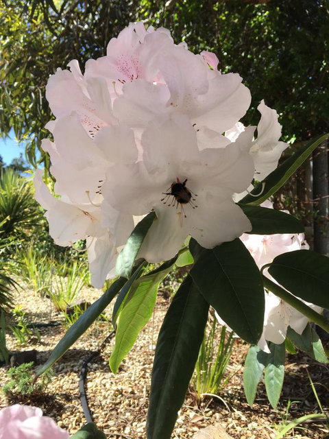 Garden By The Beach - Gateway To The East Coast, Close To Airport - Events Australia 14