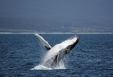 Suntrap Cove Bicheno - Events Australia 39