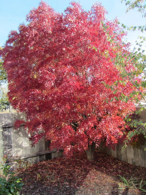 Elm Trees Accommodation @ Ross - Events Australia 22