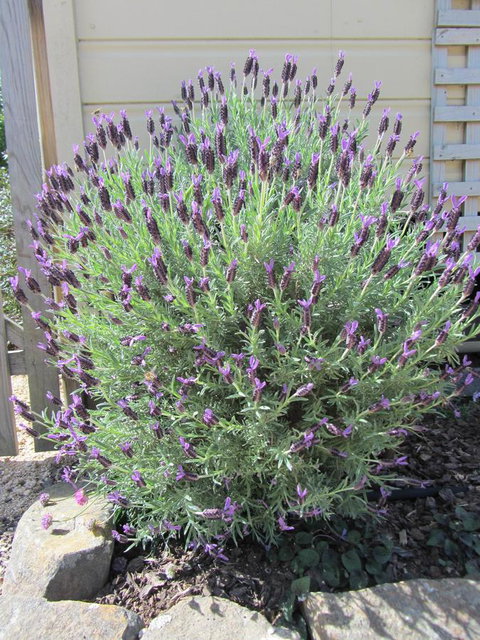 Elm Trees Accommodation @ Ross - Events Australia 23